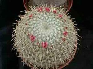 Mammillaria_celsiana